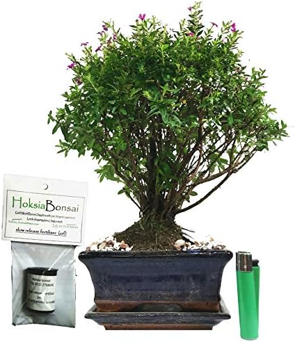 (cu15+F) Japanese Myrtle - Cuphea hyssopifolia Indoor Bonsai Tree with Free Food