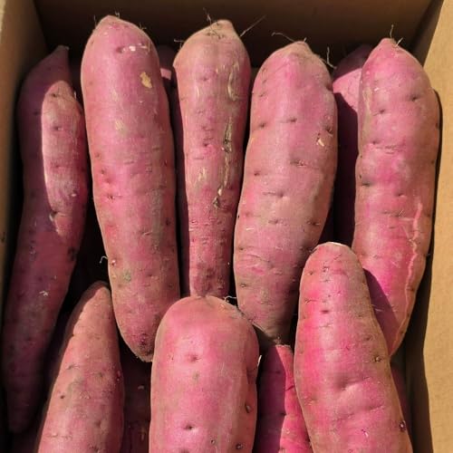 芋國屋 焼き芋 シルクスイート 5kg 茨城県産 千葉県産 さつまいも 芋スイーツ ホクホク 秋の味覚 熟成芋 お取り寄せ