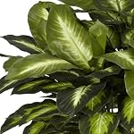 Nearly Natural 6639 24in. Golden Dieffenbachia Silk Plant, Green - Image 4