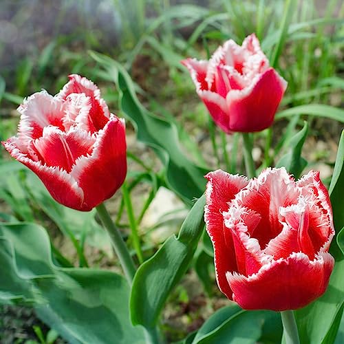 bulbi di tulipano perenni, resistente giardino 3pcs