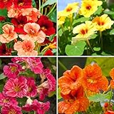 Mixrug Nasturtium Seeds for Planting, 100+pcs Climbing Nasturtium Flower Seeds, Non-GMO Heirloom Rare Beauty Home Garden Blooms Flowers Plants for Outdoors Indoors