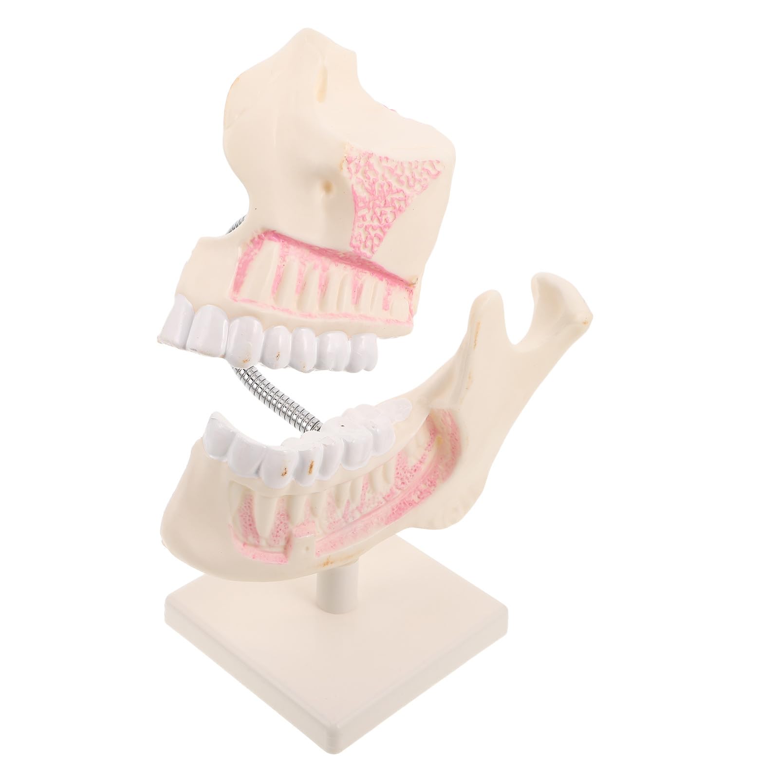 Modello di Denti in Plastica Realistico per Pratica Odontoiatrica Modello di Bocca Didattico per Studio e Addestramento Dettagliato