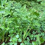 semillas de berro resistentes, 300pcs
