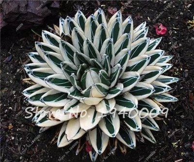 Semi Di Agave Americana – 125 Pezzi Per Giardino Roccioso, Aiuole Rialzate E Perenni, Verdi E Resistenti