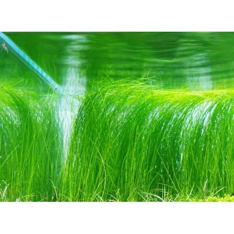 Eleocharis vivipara/Tall Hair Grass - PottedPlants - Live Aquarium Plants - Rajvinoth Ronin BettaS (B0CXT3DQWM) Amazon Price History, Amazon Price Tracker