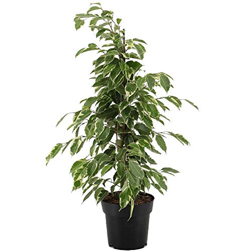 Ficus Golden King Variegated Weeping Fig Plant for Home Office (30-40cm in Pot)