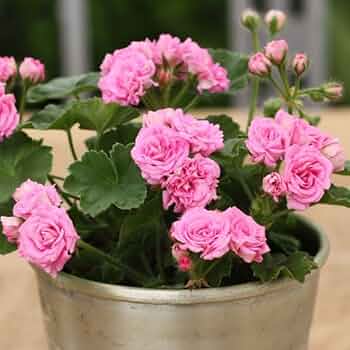 517zQ6Y8q7L._AC_UF350,