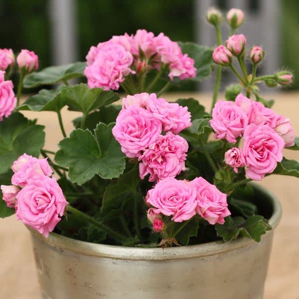 Amazon.co.jp: 花苗 ゼラニウム ディープミルフィールドローズ