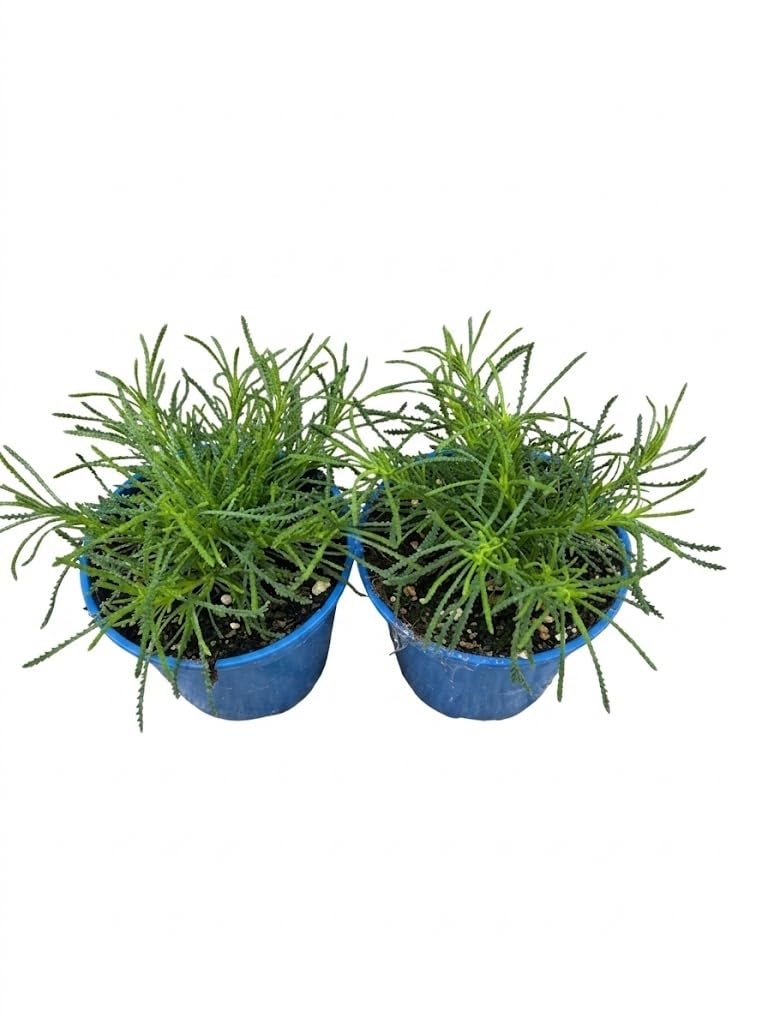2 Piante di Erba Oliva "Santolina Rosmarinifolia" MODIPITRE