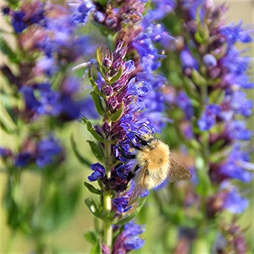 Hyssop Plant Seeds -25 Count Seed Pack - a Pretty...