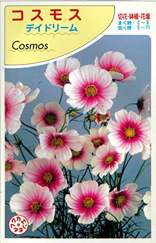 絵袋詰種子『コスモス デイドリーム』のサムネイル