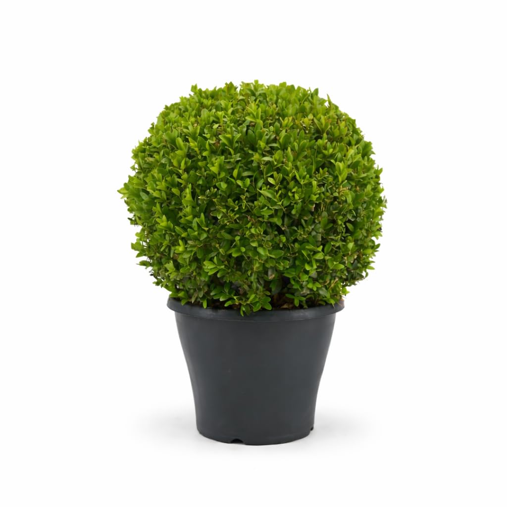 Buchsbaum Kugel Ø 35 cm – Echter Buxus sempervirens, immergrün & winterhart – Formschöne Garten-Deko für Beet, Terrasse & Eingangsbereich