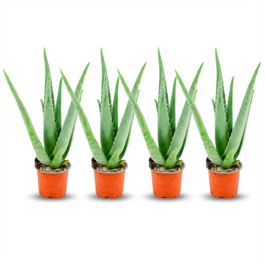 Aloe Vera roślina, zestaw 4 sukulentów wewnętrznych, zielona, doniczka Ø 10,5 cm