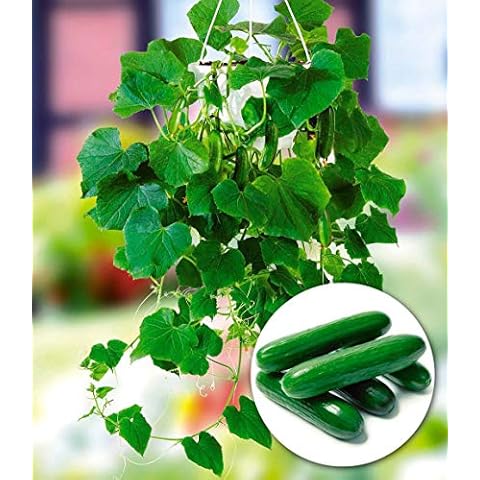 Ultrey Seed House - 30 pcs Hanging Mini Cucumber 'Mini Stars' F1 Organic Cucumber Seed Snack Vegetable Fruit Seeds High Yield Perennial Hardy for Garden Balcony/Patio Cover