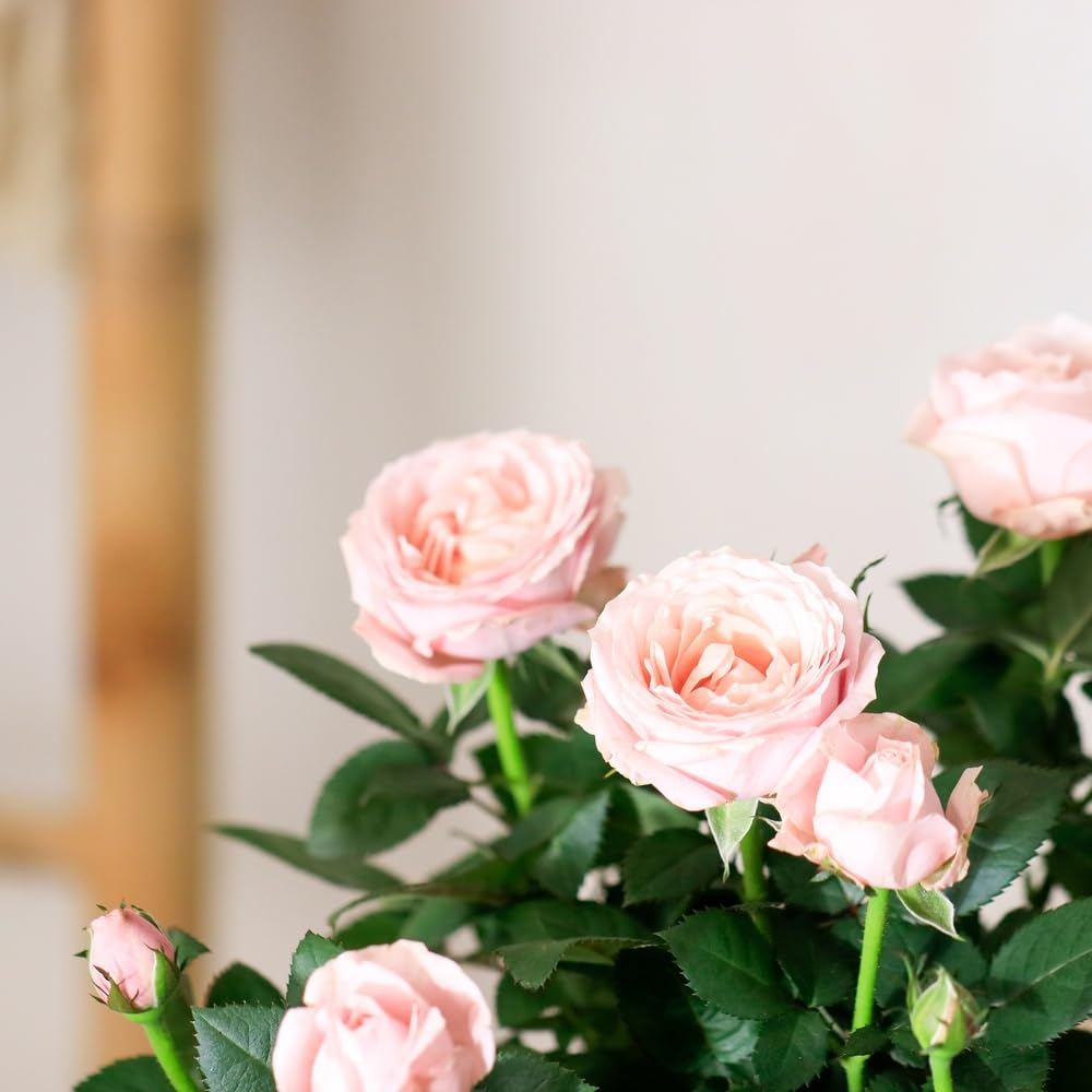 Fleurs et Délices - Hortensia Rose Avec Cache Pot - Plante Intérieur ou Fleurs et Délices - Hortensia Rose Avec Cache Pot - Plante Intérieur ou
