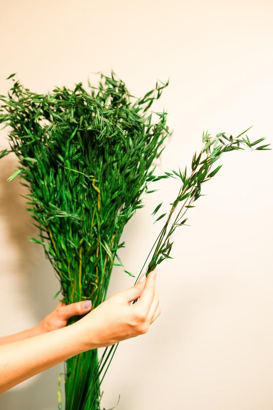 Decorative Oats Grass/Havana Grass Naturally Dried Flower for Vase Filler for Home Dcor|Indoor |Office Dcor (Green, 200gm)-image-44