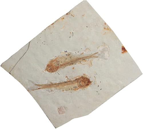 Comimark 1 pieza de 150 millones de años genuinos de Fosslien Lycoptera de hueso auténtico