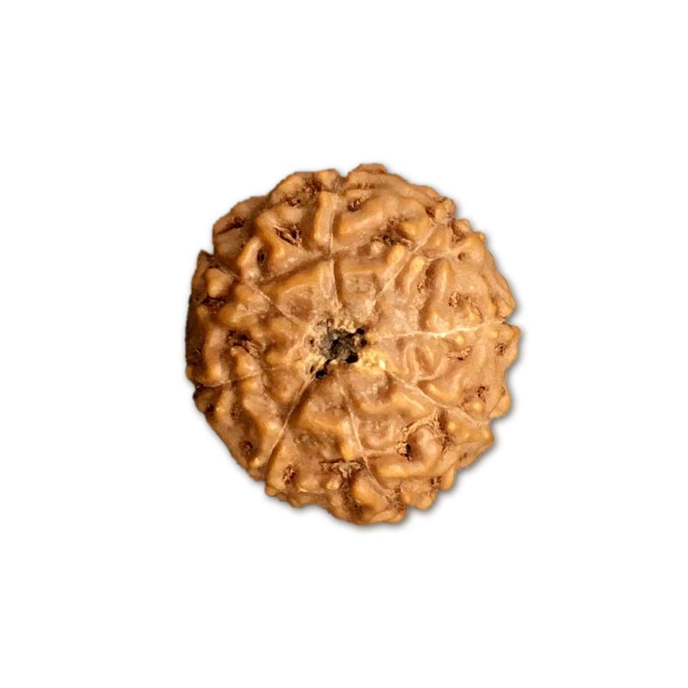 Naturalny oryginalny Rudraksh 8 Mukhi Indonezyjska Rudraksha duża 16 mm-18 mm dla mężczyzn i kobiet luźne koraliki Rudraksha certyfikat laboratoryjny Rudraksha
