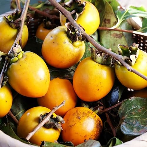  ` (a`) ` 邵` ` p S-2LTCY 3kg yQ  쌧Yz yoדCEwszƒp