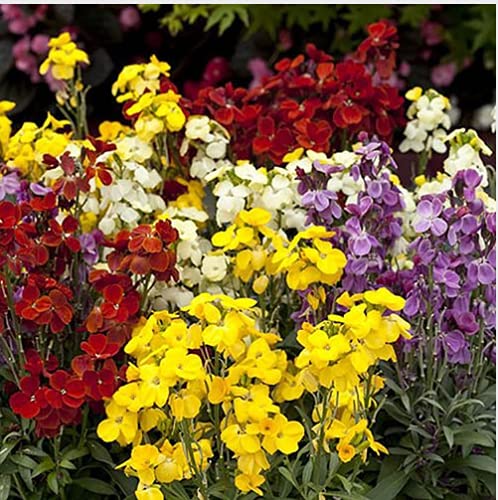 20 Bare Root Dwarf Wallflowers - Harlequin Mixed