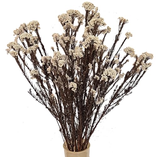 Dried Flower Rice Flower White Dogwood 20 piezas miniatura 5