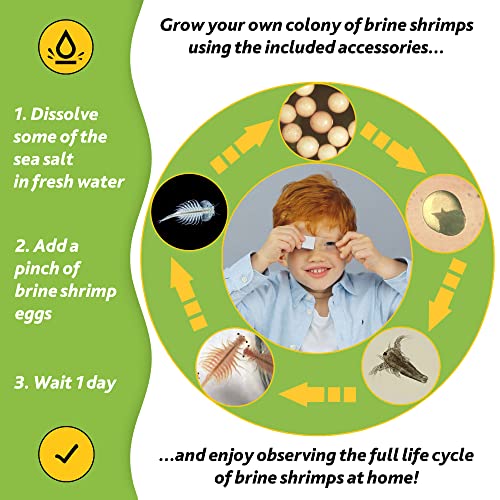 image for Levenhuk LabZZ M101 Lime Microscope, Lime, 69059, Purple