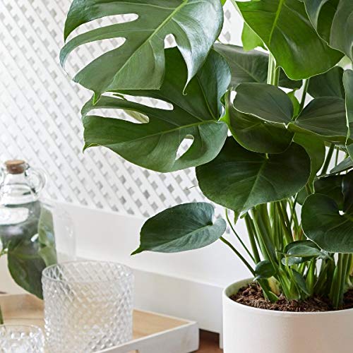 Plant Theory Monstera Deliciosa on Moss Pole Swiss Cheese Plant 80cm Indoor Houseplant 17cm Pot