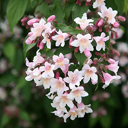Portal Cool Rosa Kolkwitzia Amabilis * Pink Cloud * 3.5" Pot * Bianco-Rosa tubolari Fiori