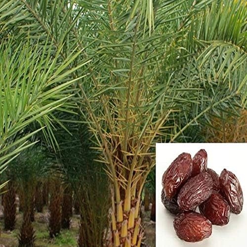 2 SWEET KHAJUR PLANT/DATE PALM TISSUE CULTURE FRUIT TREE OUTDOOR GARDEN LIVE ORGANIC PODA (B0D3634BWQ) Amazon Price History, Amazon Price Tracker