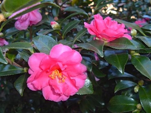 Shishi Gashira Camellia (Camellia sasanqua)