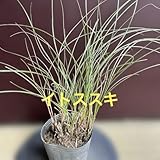 イトススキ苗 糸ススキ 矮性種 山野草 宿根草 秋の七草 ポットごと