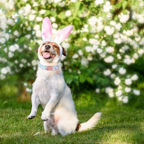 Image of Easter Dog Collar, Cotton Easter Bunny Collar for Puppy Girl Boy Dog or Cat, Easter Gift Rabbit Carrot Dog Collar, Cute Carrot Pet Dog Collar with Metal Buckle, M
