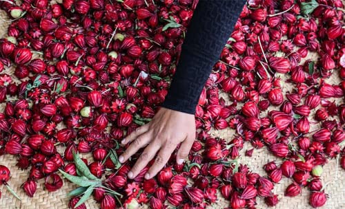 Miniatura 4 de Hibiscus Té de hierbas, Sépalo entero, Mejorar el bienestar, Té de hierbas Tisane, Sin cafeína, Recogido a mano, Orgánico, 1.48 oz, 1.48 oz