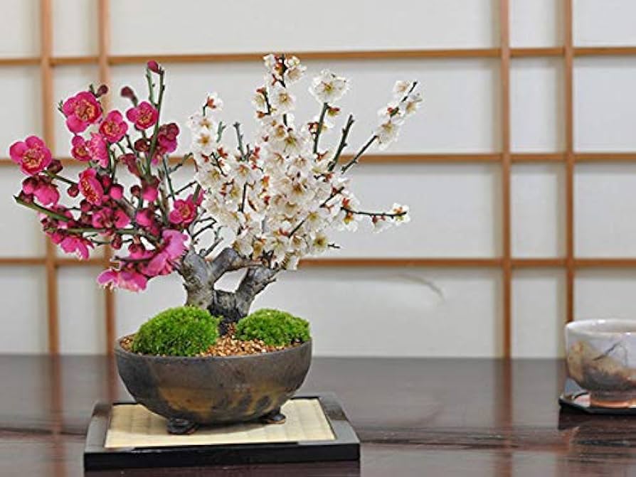 工芸盆栽 梅（赤・白）約60cm 工芸盆栽 梅（赤・白）約60cm Amazon.co.jp: 盆栽妙 紅白梅 大樹 花
