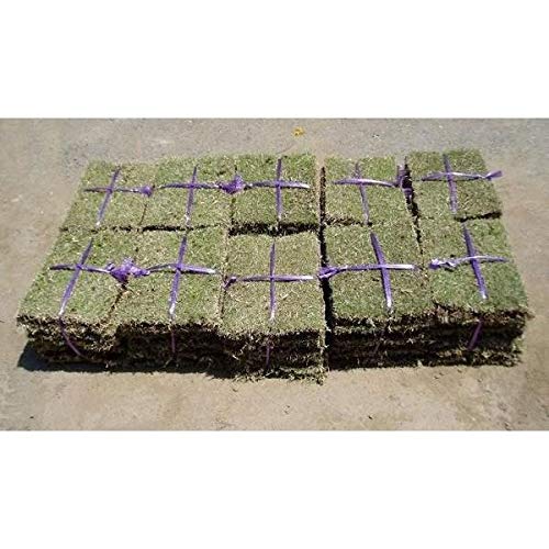 姫高麗芝 約36cm x 25 cm x 10枚 15束