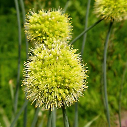 Plant World Seeds - Allium Obliquum Seeds (Perennial Flower Seeds)