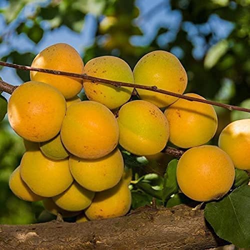 Apricot Grafted live plant for home and garden healthy Plants-image-21
