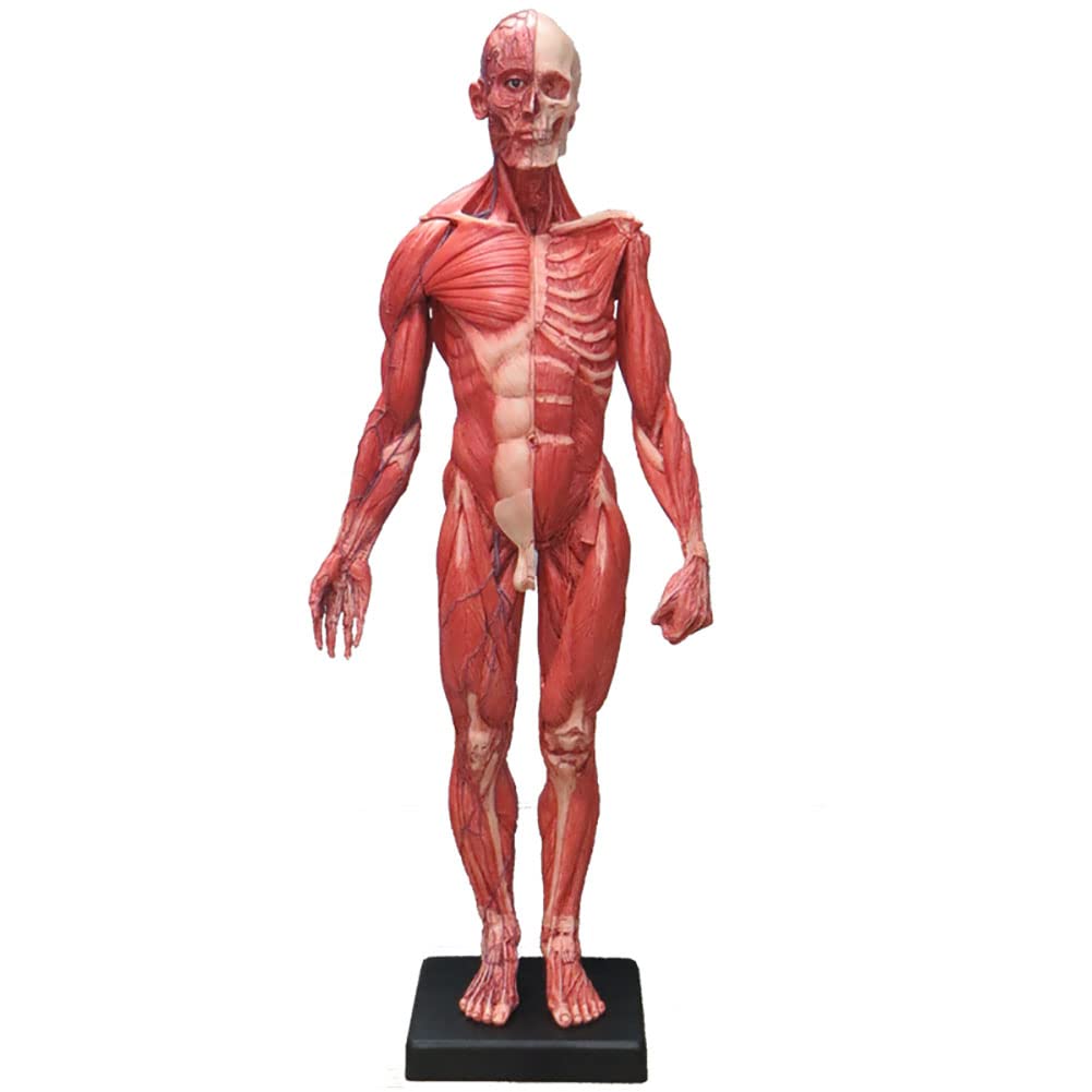 GTHTUHFD Human Model Human Model, Human Anatomy Figure, Muscle Bone Model, Human Muscle Skeleton Model, Art Figure For Medical Artist Drawing Study Skeleton Model