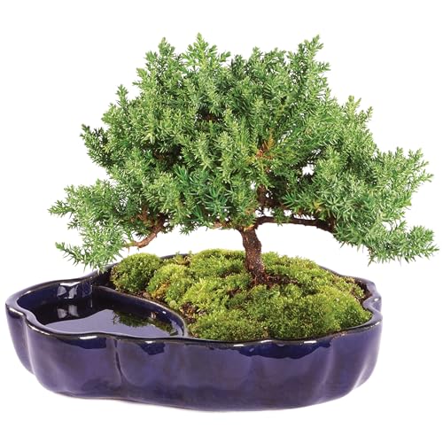 Brussel's Bonsai Live Green Mound Juniper Outdoor Bonsai Tree in Zen Reflections Pot-3 Years Old 6' to 8' Tall-Not Sold in California