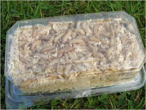 WAX WORMS 500