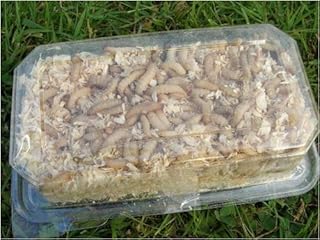 WAX WORMS 500