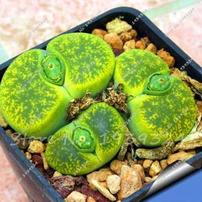 200 Pcs Prickly Pear Cactus Seeds - Succulent Bonsai Seeds For Home Garden Planting, Potted Plant DIY