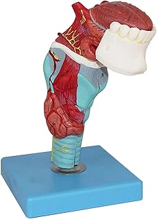 Anatomical Model of The Human Larynx， 5-Piece Larynx with Tongue and Teeth anatomiemodel with Digital charactersuseful SaiFei