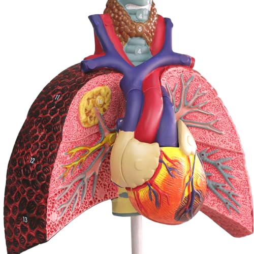Image of HADWYN Human Respiratory System model,anatomy models human body
