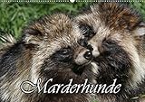 marderhund tanuki VIELFALT - Mit über 25.000 verschiedenen Kalendern bietet der CALVENDO Verlag für jeden Geschmack das richtige Produkt. Zudem sind die Kalender meist in den Formaten DIN A5, DIN A4, DIN A3 sowie DIN A2 verfügbar. Der ideale Kalender für Ihr Wohnzimmer, Schlafzimmer, Küche, Esszimmer sowie für Kinderzimmer.