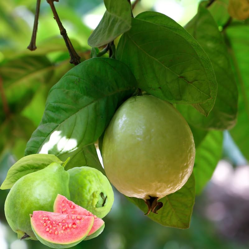 02 Sweet Pink Guava Trees Plants Live, Pink Guava Seedlings Tree Fruit Plant, 4 to 9 Inc Tall