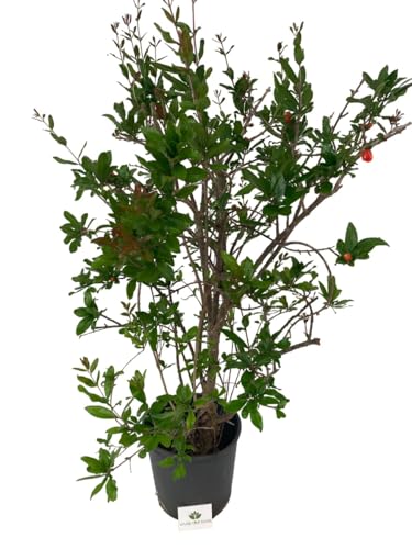 In estate produce una fioritura abbastanza prolungata composta da fiori imbutiformi a 5 petali di colore arancio-rosso, che possono essere singoli o in mazzetti.