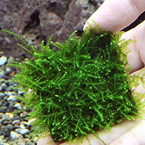 Xiangze DIY Aquarium Dekorationen Zubehör Wasserpflanzen Masche Edelstahl Silber für Aquarium Wasserpflanzen