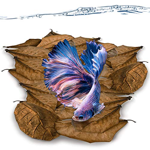 JOR Mini Catappa Indian Almond Leaves, Create Realistic River Habitat, Reduce Stress, Loved by Bettas and All Tropical Fish, 60 Leaves