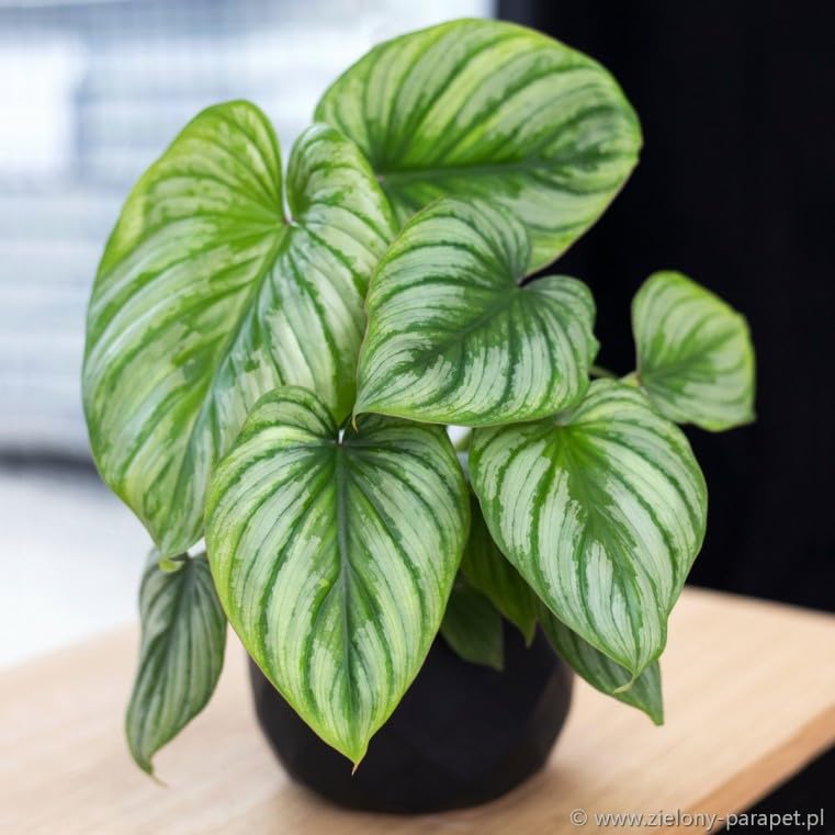 See full amazon price history chart for Garden Art Philodendron Live Plant With Growers Pot | Rare Easy Growing, Low Maintenance Healthy Live Plant | (Mamei) Garden Art Philodendron Live Plant With Growers Pot | Rare Easy Growing, Low Maintenance Healthy Live Plant | (Mamei) (B0D9BF7T3T) Amazon Price History, Amazon Price Tracker
